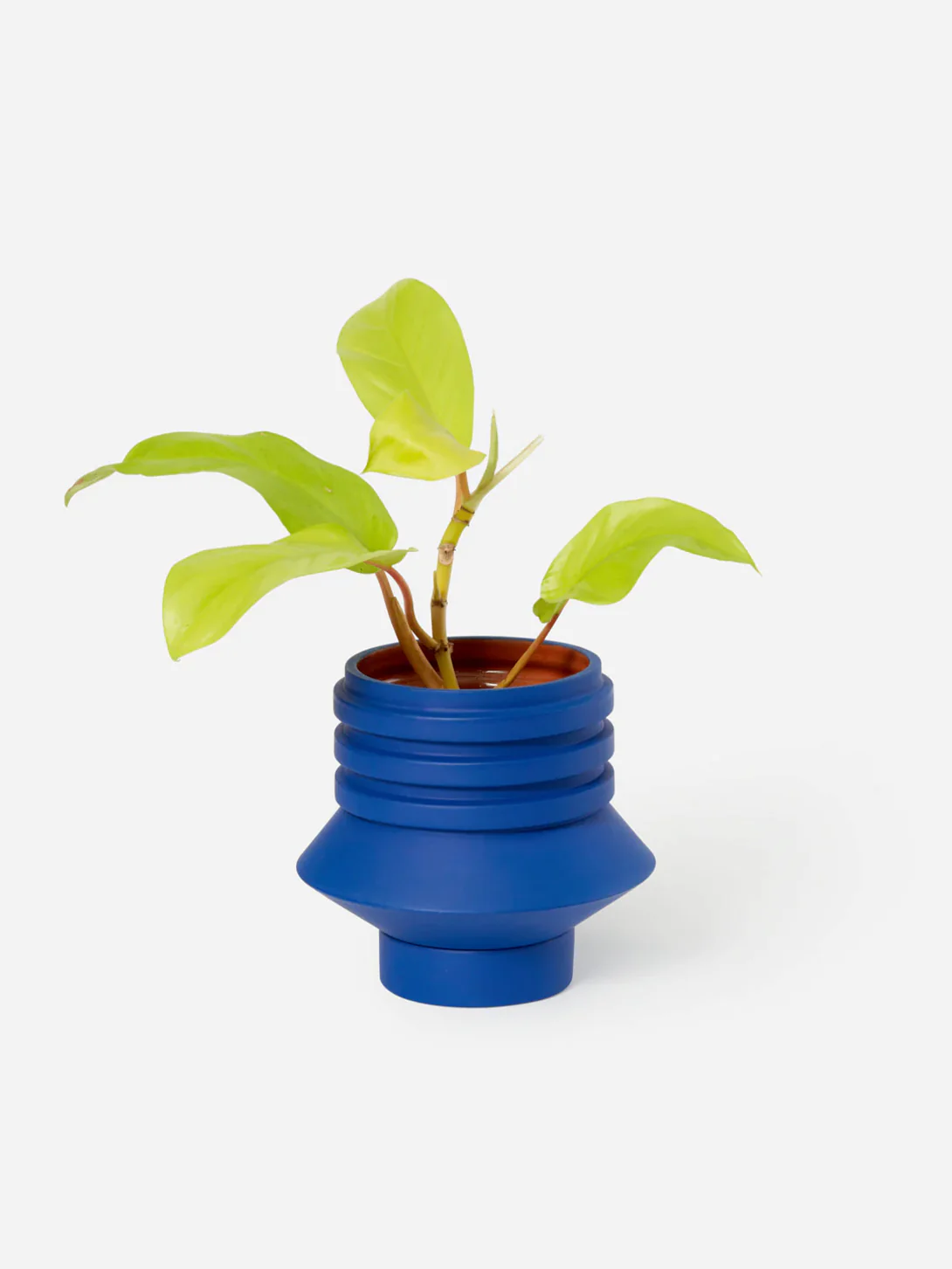 Strata Plant Vessel - Image 2