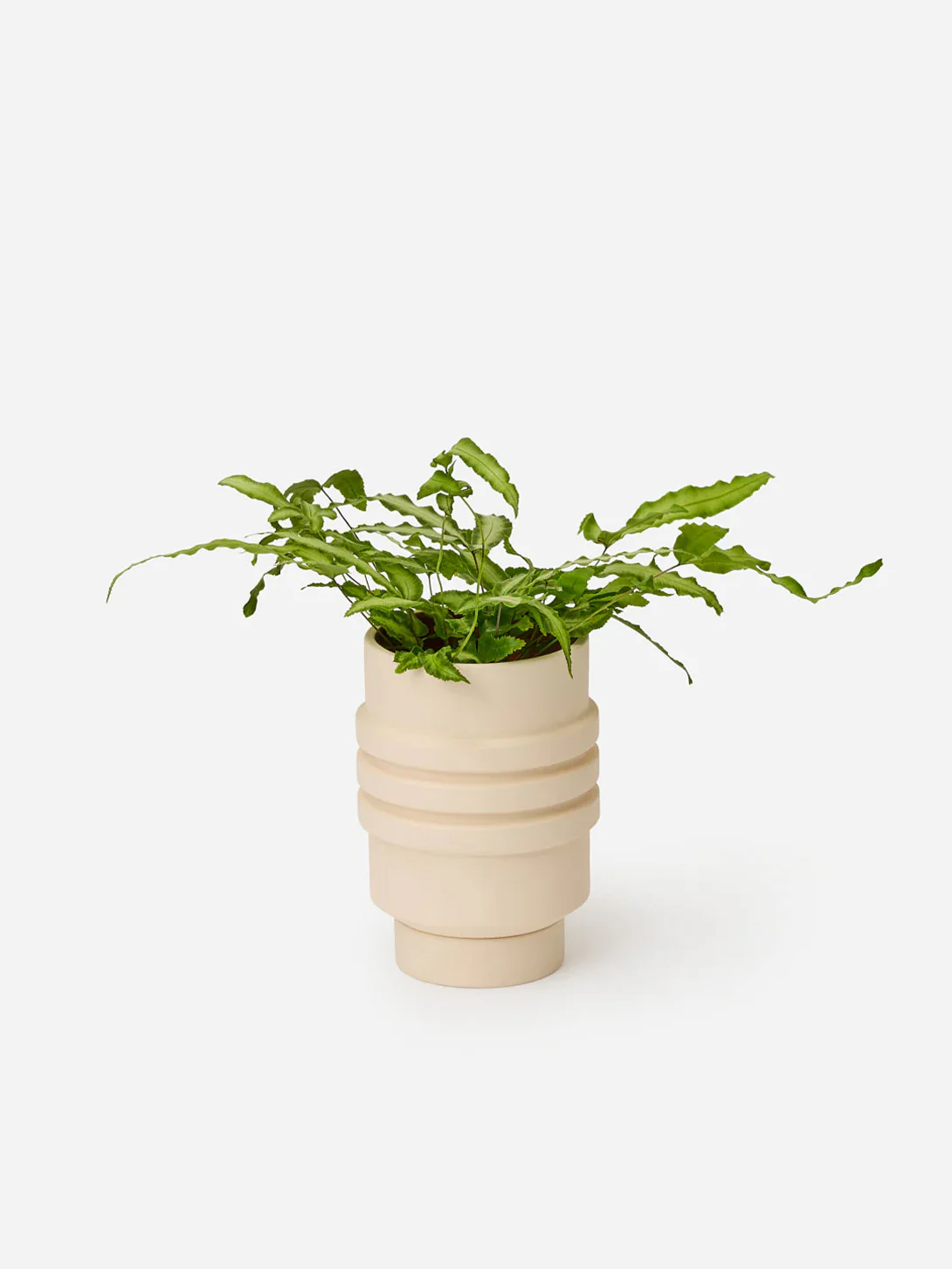 Strata Plant Vessel - Image 6