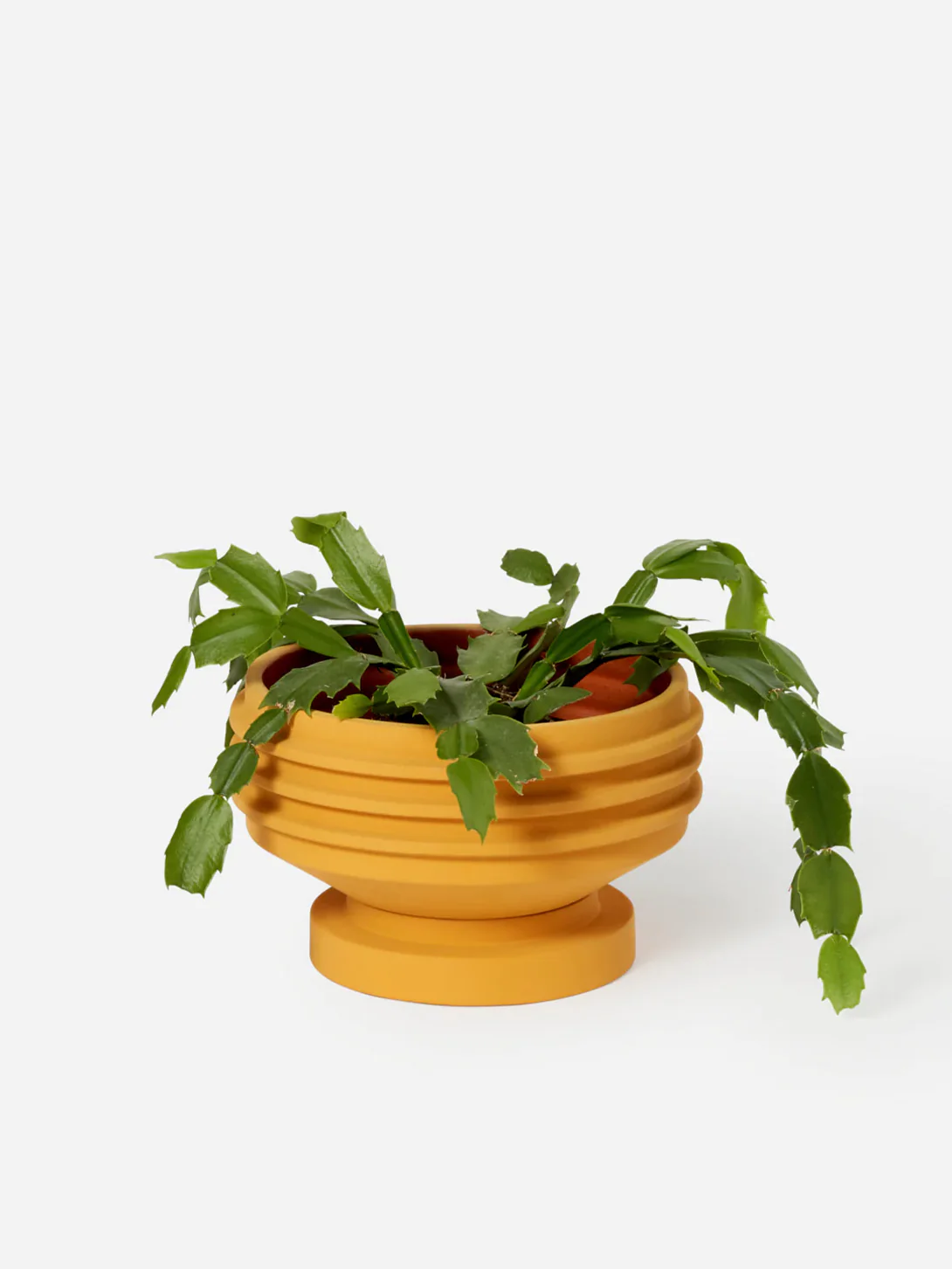 Strata Plant Vessel - Image 8